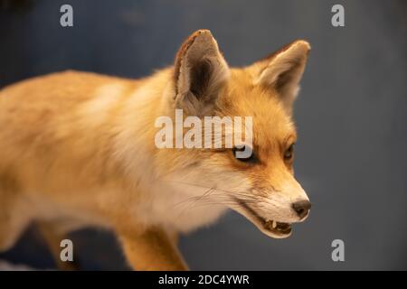 Taxidermy fox mount specimen. Side view. Medium shot. Stock Photo