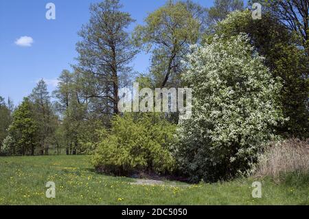 Polska, Poland, Polen, Greater Poland, Großpolen; Blooming bird cherry on the edge of a blooming meadow. Blühende Vogelkirsche am Rande der Wiese. Stock Photo