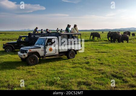 Tourists in safari jeeps watch a herd of elephants grazing at Kaudulla National Park at Gal Oya Junction in central Sri Lanka in the late afternoon. Stock Photo