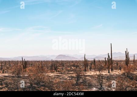 Group of Saguaros after a Desert Fire Near Phoenix Arizona Stock Photo