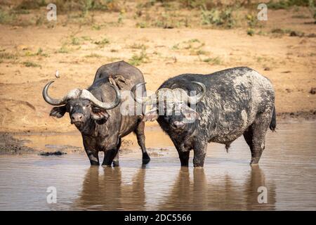 Large buffalo bull and a female with ox peckers on her back standing in shallow muddy water looking alert in Kruger Park in South Africa Stock Photo