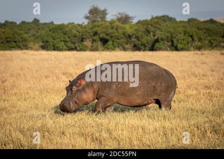 Adult hippo walking in dry short grass in golden morning light in Masai Mara in Kenya Stock Photo