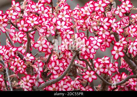 Impala Lily flowers (Adenium multiflorum) in Kruger Park in South Africa Stock Photo