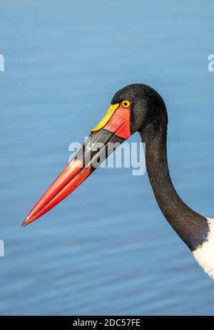 Saddle billed stork's close up on head with blue water in the background in Kruger National Park in South Africa Stock Photo