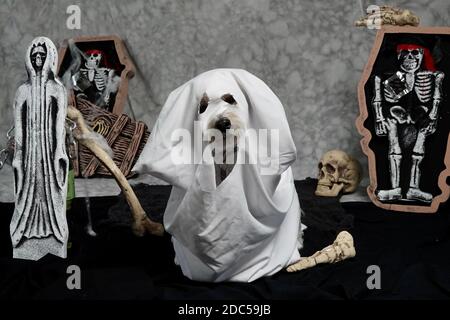 High Quality Dog Costume GHOST COSTUMES - Dress Your Dogs Like Scary Ghosts