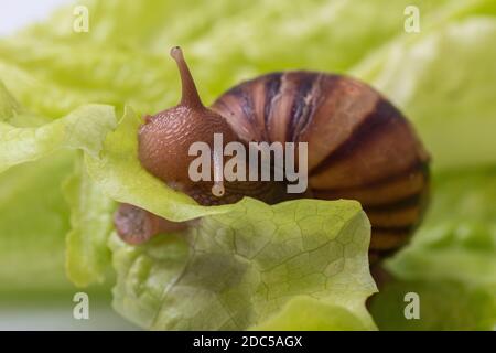 The small Achatina snail eats a leaf of lettuce or grass, Snail in nature, close-up, selective focus, copy space. Can be used to illustrate the harm f Stock Photo
