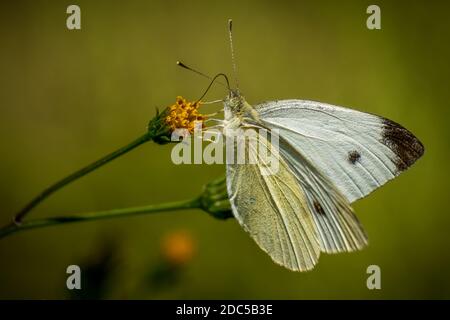 A male Cabbage White (Pieris rapae) on a bloom. Raleigh, North Carolina. Stock Photo