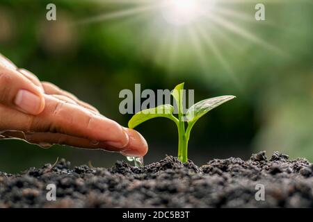 Farmer's hands are watering and caring for trees, sustainable nature preservation ideas and Earth Day. Stock Photo