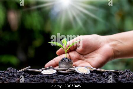 Financial investment ideas and growing trees on pile of money and soil including blurred green nature background. Stock Photo