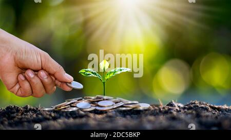 Planting trees on pile of money in the ground and blurred green nature background, financial and investment ideas for business growth. Stock Photo