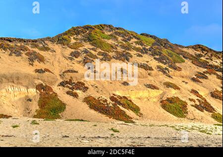 Fort Ord Dunes State Park is a state park in California, United States, along 4 miles of coastline on Monterey Bay and created from part of the closed Stock Photo