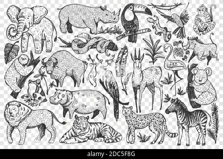 Animals doodle set. Collection of funny hand drawn cute wild african safari mammals isolated on transparent background. Illustration of leopard lion snakes monkey zebra giraffe elephant for kids. Stock Vector