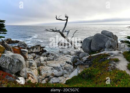 Landscape of Pescadero Point with ghost trees along 17 Mile Drive in the coast of Pebble Beach, California Stock Photo