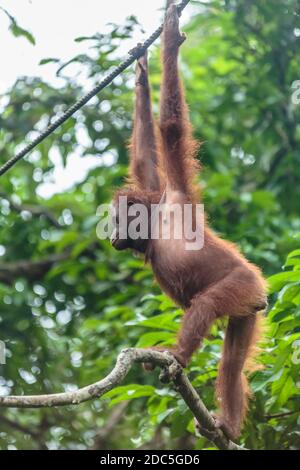 orangutans or pongo pygmaeus is the only asian great found on the island of Borneo and Sumatra Stock Photo