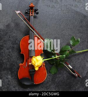 Violin and yellow rose on black background Stock Photo