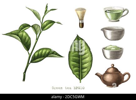 Green tea collection hand drawing engraving style clipart isolated on white background Stock Vector