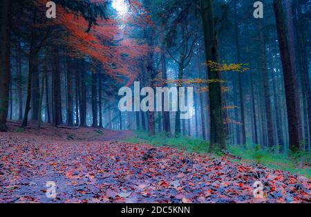 Golden autumn hardwood leaves in a forest amongst the softwood trees. Stock Photo