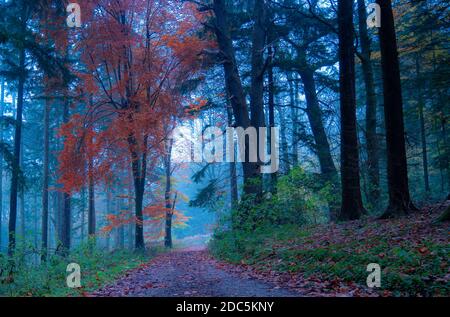Golden autumn hardwood leaves in a forest amongst the softwood trees. Stock Photo