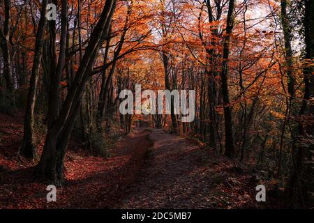 Loggerheads Country Park and the Leete path near Mold, Denbighshire Flintshire border, North Wales UK. Stock Photo