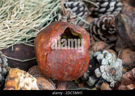 A dried fruits, cones on a pile, close up view. Stock Photo