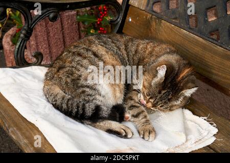 A lazy fat cat is lying asleep on the sofa. Stock Photo