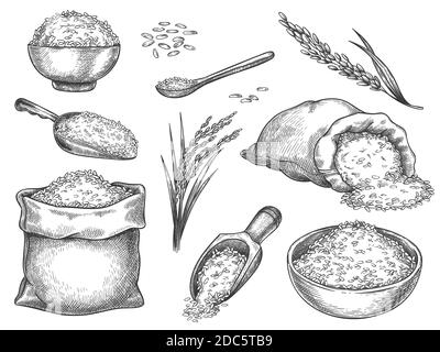 Sketch rice grains. Vintage seeds pile and farm ears. Whole basmati grain in bag, scoop and spoon. Rice porridge bowl. Hand drawn vector set Stock Vector