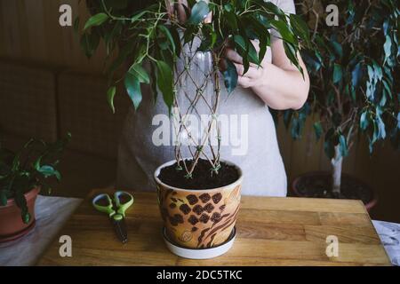 How to Weave weeping fig Plant Stem. Methods and patterns of weaving ...