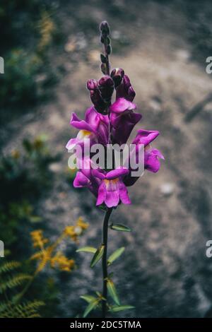 Close-up of a bunch of purple flowers of antirrhinum majus on a stem in the wild Stock Photo