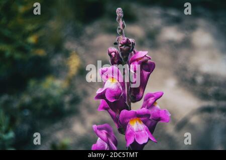 Detail of some purple flowers and buds of antirrhinum majus on the tip of a stem in nature Stock Photo