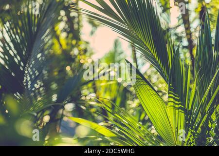 Copy space of blur green palm leaf tree with bokeh sun light abstract texture background. Ecology and environment concept. Vintage tone filter effect Stock Photo