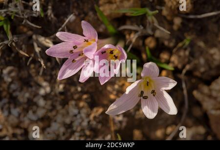 Three Mediterranean meadow saffron flowers, Colchicum cupanii, growing in garrigue ecosystem, Malta, Mediterranean Stock Photo