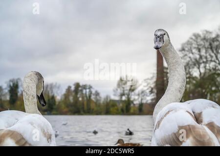 Two juvenile, wild mute swans (Cygnus olor) at water's edge of UK lake, one swan turning to look back staring directly at camera. Stock Photo