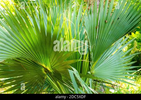 Palm leaves texture decoration resource with shadow. Stock Photo