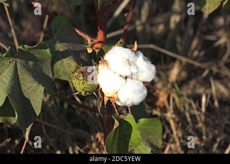 Cotton plants in a Kansas farm field shot closeup with ripe cotton and cotton still in pods. Stock Photo