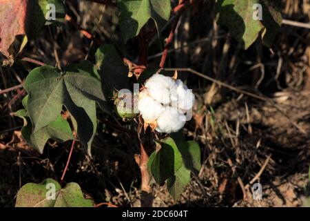 Cotton plants in a Kansas farm field shot closeup with ripe cotton and cotton still in pods. Stock Photo