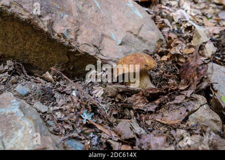 Large porcini mushroom in dry foliage on rocky soil. Beautiful autumn season of porcini mushrooms. Raw edible mushrooms. Vegetarian natural dishes Stock Photo