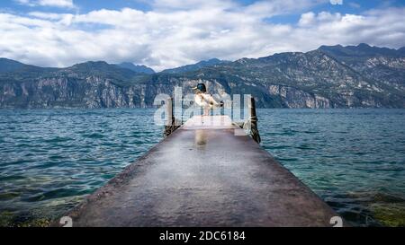 portrait of a duck on landing stage at lake garda in italy Stock Photo