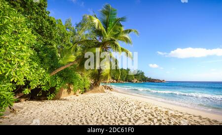 A Palm tree and granite rocks in the white sand on seychelles beach. Simply paradise... Stock Photo