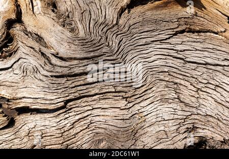 Old dead tree trunk with curves in the wood. Stock Photo