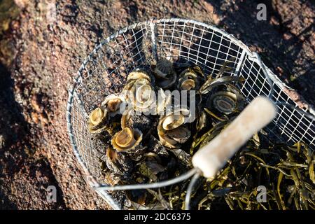 Basket of limpets on the coast at low tide Stock Photo