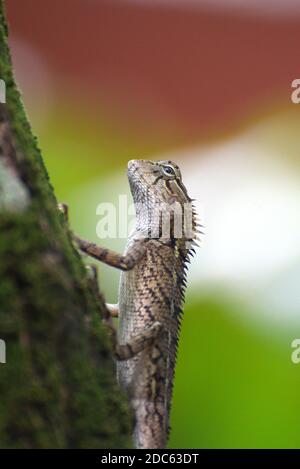 Brown colour chameleone on a tree Stock Photo