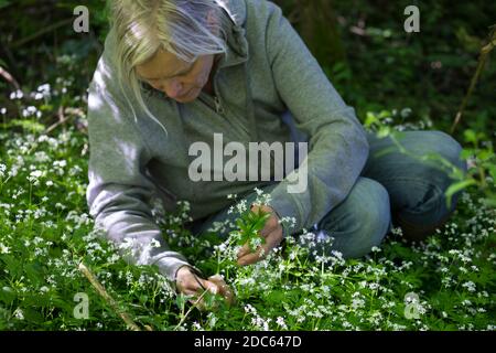 Waldmeister-Ernte, Ernte, Kräuterernte, Kräuter sammeln, Waldmeister, Wald-Meister, Wohlriechendes Labkraut, Galium odoratum, Sweet Woodruff, sweetsce Stock Photo