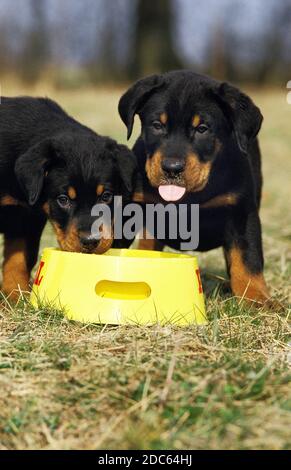 ROTTWEILER DOG, PUPPIES EATING, ONE STICKING TONGUE OUT Stock Photo