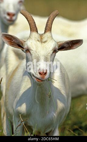 SAANEN GOAT, ADULT Stock Photo