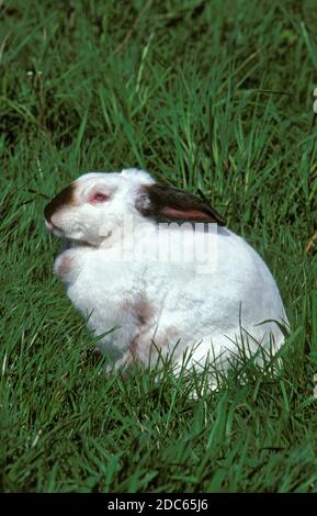 CALIFORNIAN RABBIT, BREED FROM UNITED STATES Stock Photo
