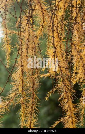 European larch (Larix decidua) tree during autumn, fall, November, showing needles turning yellow Stock Photo