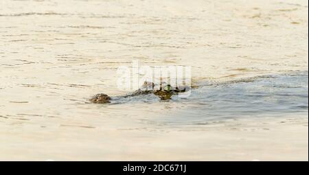 Snout and eye of Nile Crocodile above the water on the Zambezi River. Stock Photo