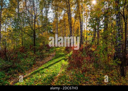 Pathway through autumn colorful birch forest lit by sunbeams. Idyllic landscape in fall golden birch grove. Magic sunlight and shadows - fairy tale of Stock Photo