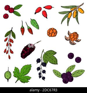 Berries. Vector cartoon illustrations. Isolated objects on a white background. Hand-drawn style. Stock Vector