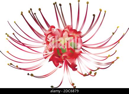 Hand drawn spider lily 3d gradient isolated on white. Stock Vector